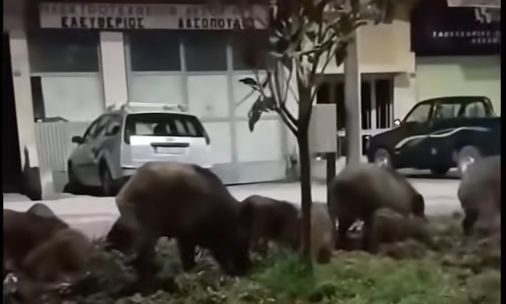 Απίστευτες εικόνες στη Λιβαδειά: Κοπάδι αγριογούρουνων έκανε βόλτες στους δρόμους - Δείτε βίντεο