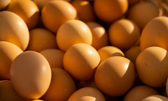 Λήξη συναγερμού για τα αυγά στην Ελλάδα - Τι ισχύει για τα φυτοφάρμακα και τις τοξικές ουσίες
