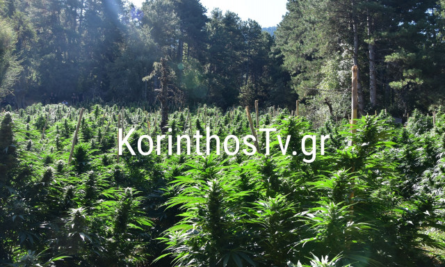 Κορινθία: Εντοπίστηκε φυτεία 2.012 δενδρυλλίων κάνναβης σε ορεινό χωριό