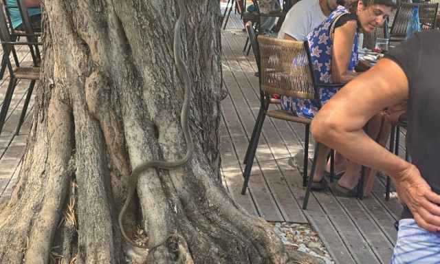 Αλόννησος: Δίμετρο φίδι «πήγε για καφέ» σε beach bar