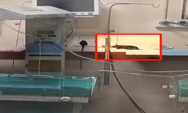 Ινδία: Νεκρά δύο νεογέννητα από δαγκώματα αρουραίων μέσα σε νοσοκομείο - Ανατριχιαστικό βίντεο