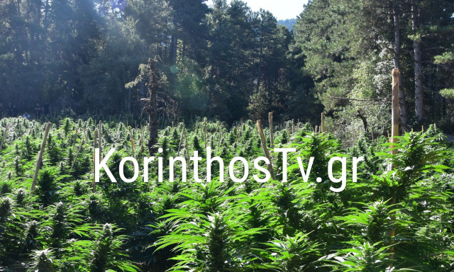 Παραμένουν εγκλωβισμένοι οι αστυνομικοί στη μεγαλύτερη χασισοφυτεία της Κορινθίας