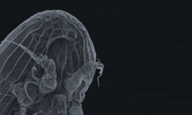 Ζουν μέσα σε άλλα ζώα: το μυστήριο παράξενων πλασμάτων από τον 19ο αιώνα αρχίζει να αποκαλύπτεται