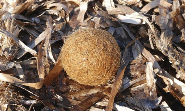 Οι μυστηριώδεις «μπάλες του Ποσειδώνα» στις ακτές της Μεσογείου και η μάχη με τα πλαστικά