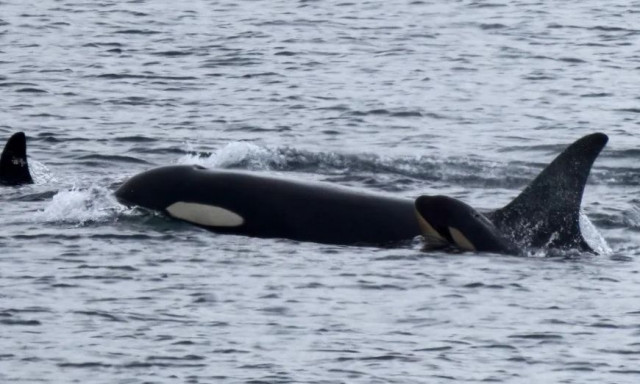 H επιστημονική αλήθεια για την μίμηση της ανθρώπινης φωνής από τις φάλαινες δολοφόνους
