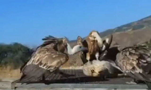 Γύπες κατασπαράζουν πρόβατο στην Πάφο - Τρομακτικό βίντεο