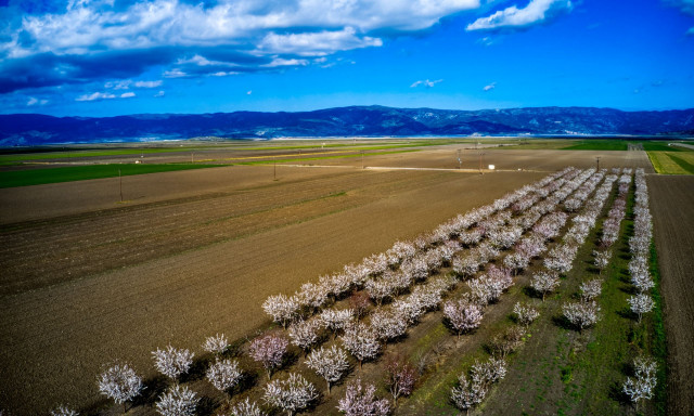ΟΠΕΚΕΠΕ: Θεσσαλοί αγρότες «βάφτισαν» πατάτα το σιτάρι στην Κάρλα και «τσέπωσαν» 2 εκατομμύρια ευρώ