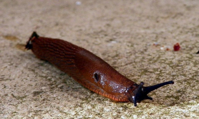 Φαρσέρ που βασάνιζε πολυκατοικία στη Γερμανία ήταν τελικά... γυμνοσάλιαγκας