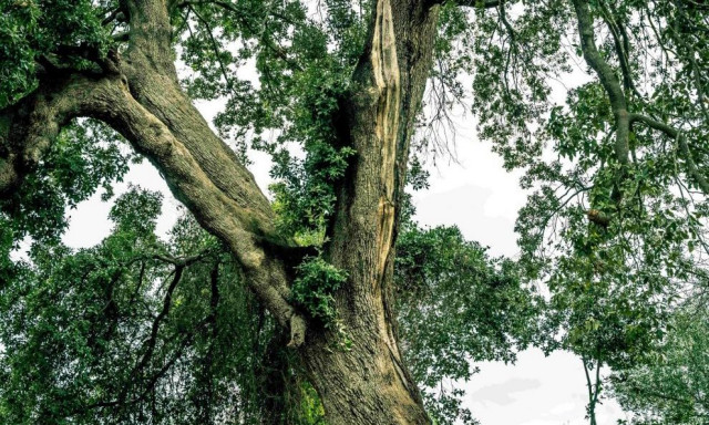 Μεσσηνία: Κατέρρευσε τμήμα της αιωνόβιας βελανιδιάς, συμβόλου της Επανάστασης του 1821