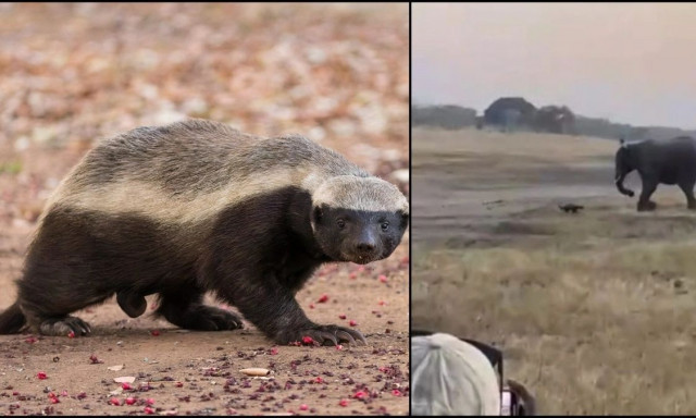 Μικροσκοπικός μελοασβός τα «έβαλε» με ολόκληρο ελέφαντα