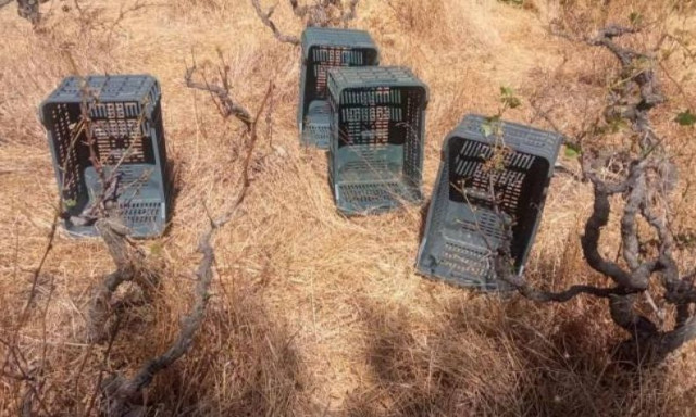 Αφανίστηκε αμπελώνας στο Ηράκλειο λίγο πριν τον τρύγο