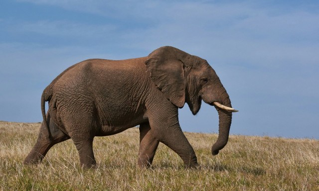Ανασκαφές στην Καισάρεια αποκάλυψαν κρανία ελεφάντων ηλικίας... 7,7 εκατ. ετών