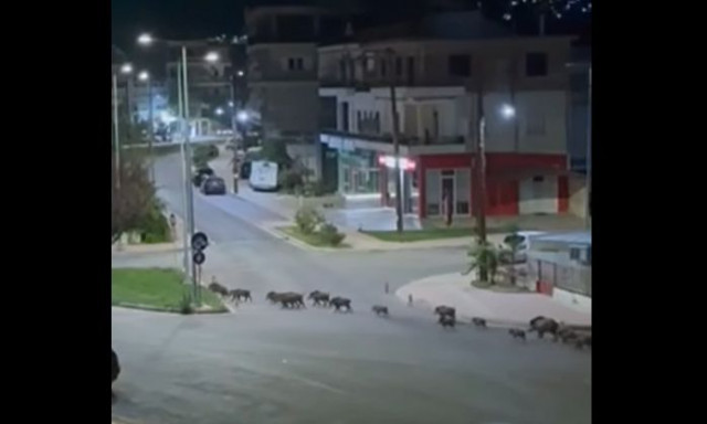 Λιβαδειά: Αγριογούρουνα βγήκαν βόλτα για να βοσκήσουν στη μέση της πόλης - Δείτε βίντεο