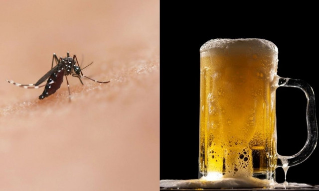 Γιατί σε τσιμπάνε περισσότερο τα κουνούπια αν πίνεις μπίρα: Η επιστημονική εξήγηση που δεν περίμενες