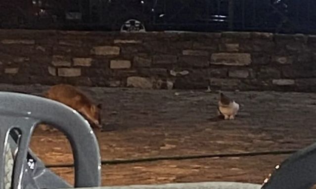 Παλαιοσέλλι Κόνιτσας: Γάτα… κυνηγά αλεπού στην πλατεία του χωριού!