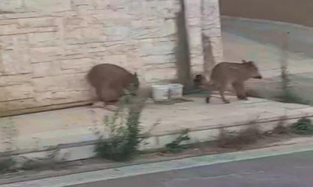 Νέος Βουτζάς: Αγριογούρουνα κόβουν βόλτες ανάμεσα στα σπίτια