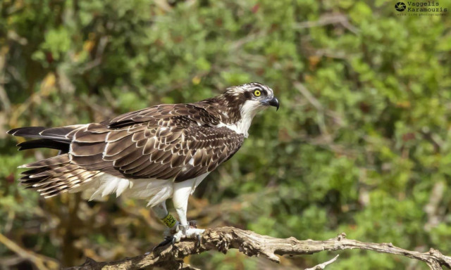 Εντυπωσιακή εμφάνιση Ψαραετού στην Κρήτη: Το σπάνιο μεταναστευτικό πουλί
