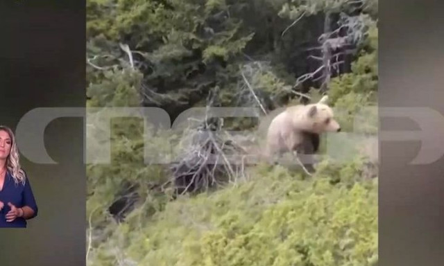 Δράμα: Συγκλονιστικό βίντεο από την επίθεση αρκούδας στον ορειβάτη - Η στιγμή που πέφτει στον γκρεμό