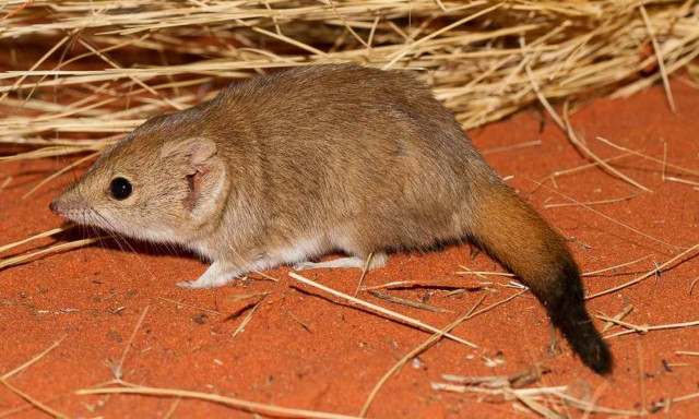 Αυστραλία: Μικρό μαρσιποφόρο που απειλούνταν με εξαφάνιση σώθηκε λόγω εκτεταμένης ξηρασίας