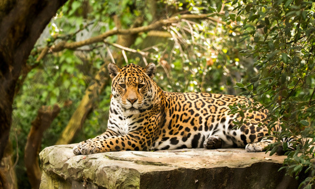 Ο αριθμός των τζάγκουαρ αυξήθηκε κατά 30% στο Μεξικό - Ελπίδες για την επιβίωση του είδους