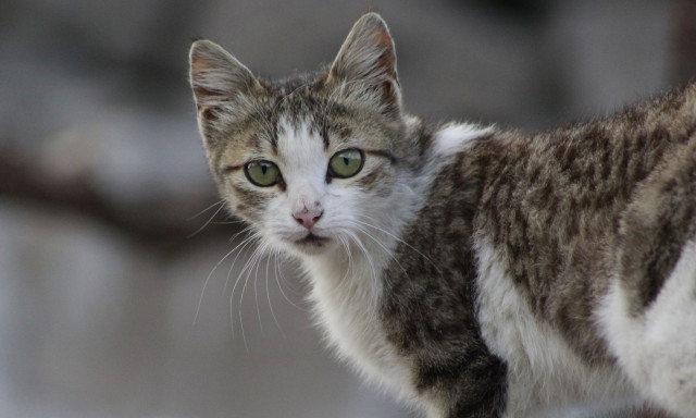 Συνελήφθη 73χρονος που κακοποίησε γάτα μέχρι θανάτου