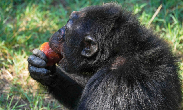 Η θεωρία των «μεθυσμένων πιθήκων» - Οι χιμπατζήδες πίνουν μια μπίρα την ημέρα σε ώριμα φρούτα
