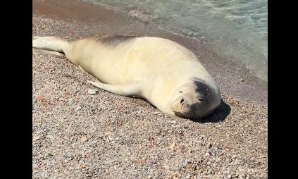 Φώκια λιάζεται στην παραλία γυάλα στο Νημποριο της Σύμης