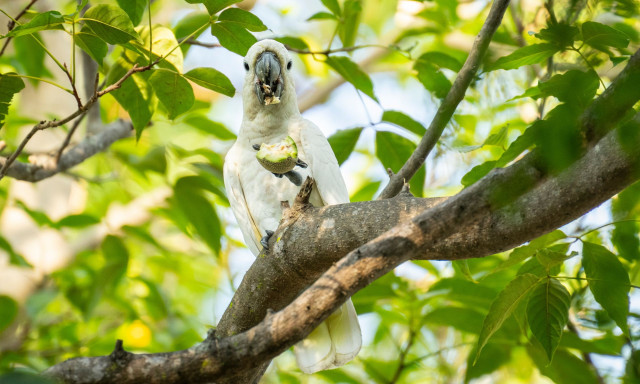 Χονγκ Κονγκ: Ερευνητές χτίζουν τεχνητές φωλιές για να σώσουν παπαγάλους που απειλούνται με εξαφάνιση