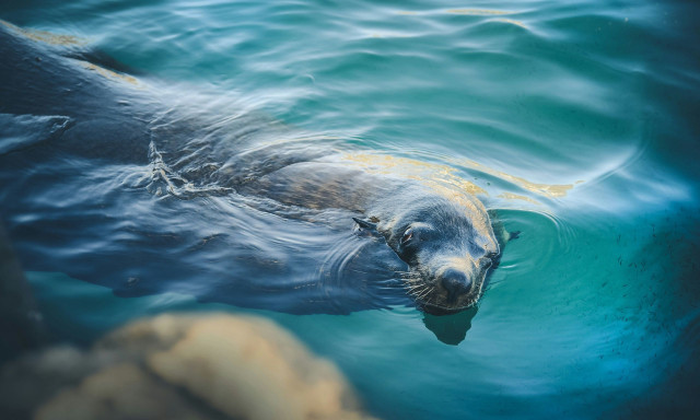 Κάρπαθος: Γεννήθηκε μετά από χρόνια αρσενική φώκια - Ελπίδα για συνέχεια του σπάνιου είδους