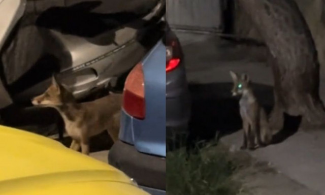 Αλεπούδες «βολτάρουν» στο Αιγάλεω - Το βίντεο περαστικών στο Tik Tok