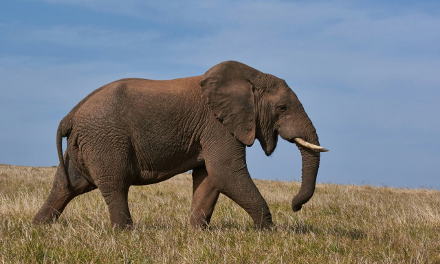 Σανκάρ: Η συγκινητική ζωή του μοναχικού ελέφαντα που έζησε στην απομόνωση πάνω από 13 χρόνια