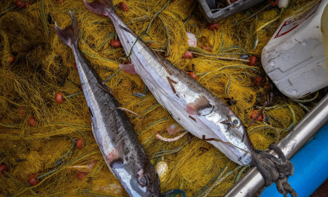 Λαγοκέφαλος και λιονταρόψαρο: Τα ξενικά είδη που αλλάζουν τις ελληνικές θάλασσες