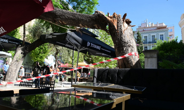 Πτώση δέντρου στην Αθήνα: «Υπήρξε κι άλλο συμβάν πριν από 3 εβδομάδες» – Τι απαντά ο Δήμος