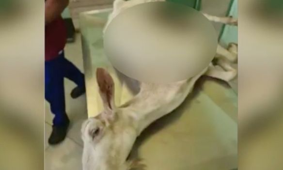 Βρέθηκε ακρωτηριασμένη κατσίκα στην Κρέστενα Ηλείας με τη μέθοδο παστουρώματος