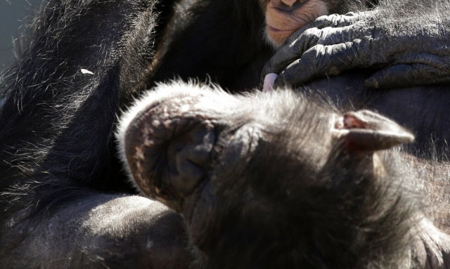 Γιατί μας αρέσει το αλκοόλ: Οι χιμπατζήδες έχουν την απάντηση - Και πίνουν μια μπύρα την ημέρα