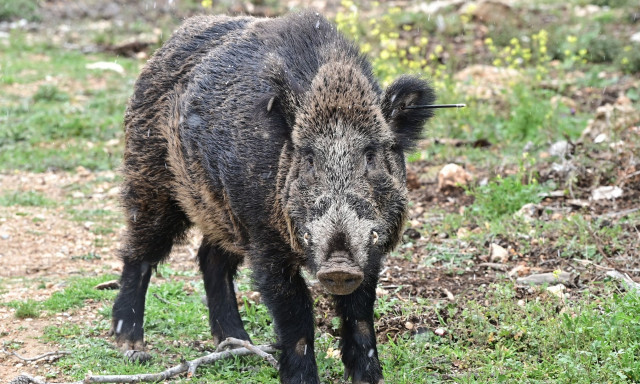 Τραγωδία στη Γορτυνία: 57χρονος νεκρός στο κυνήγι αγριογούρουνου - Πυροβολήθηκε από άλλο κυνηγό