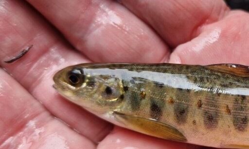 Εξαφανισμένο ψάρι επέστρεψε σε ποτάμι σκορπώντας ενθουσιασμό