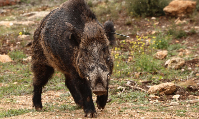 Γορτυνία: «Αλληλοτουφεκίστηκαν οι άνθρωποι από ένα λάθος», αναφέρει αυτόπτης μάρτυρας για το φονικό