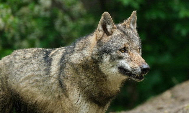 Οι λύκοι επιστρέφουν: Πώς εξηγείται το φαινόμενο - Τι κάνουμε σε πιθανό τετ α τετ