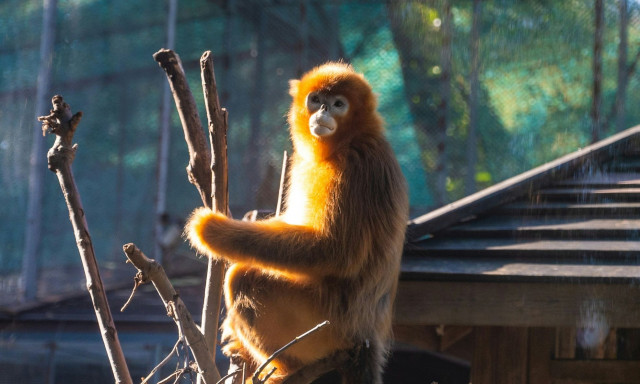 Ο «φύλακας άγγελος» των χρυσών πιθήκων της Κίνας: Επιστήμονας έσωσε το είδος από την εξαφάνιση
