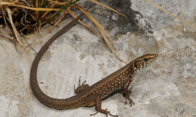 Νέο είδος σαύρας εντοπίστηκε σε ελληνική βραχονησίδα