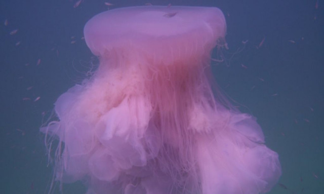 Γιγαντιαίες ροζ μέδουσες τρομοκρατούν λουόμενους στις ακτές σε Μεσόγειο και ΗΠΑ - Πλοκάμια 20 μέτρων