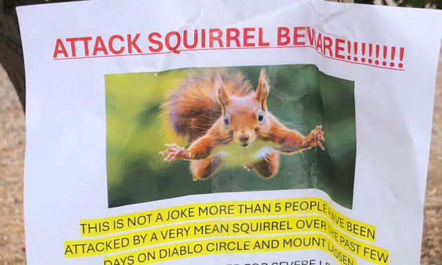 ΗΠΑ: Επιθετικός σκίουρος τρομοκρατεί κατοίκους γειτονιάς - Έχει στείλει δύο άτομα στο νοσοκομείο