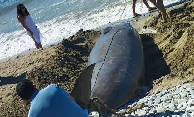 Μαζικός εκβρασμός ζιφιών στη Νότια Κρήτη- Μεγάλη κινητοποίηση από τις Αρχές