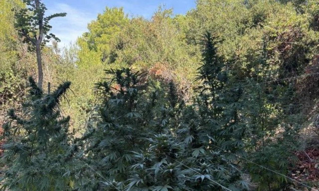 Φθιώτιδα: 36χρονος επιτέθηκε σε αστυνομικούς που έκαναν έφοδο στη χασισοφυτεία του