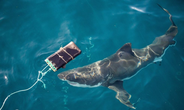 Νέες ανθεκτικές στολές μειώνουν τους τραυματισμούς από δάγκωμα καρχαρία