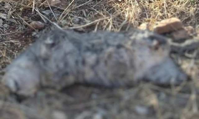 Νέα Μάκρη: Φρικιαστικό περιστατικό βασανισμού και θανάτωσης γάτας - Έρευνες από την ΕΛ.ΑΣ.