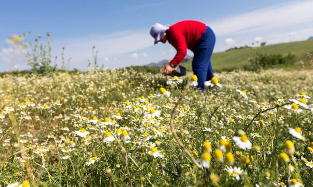 ΟΠΕΚΕΠΕ: Στάση πληρωμών σε επιδοτήσεις αγροτών λόγω του σκανδάλου