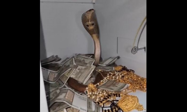 Βίντεο: Tι κάνει μια κόμπρα μέσα σε χρηματοκιβώτιο γεμάτο χρυσό