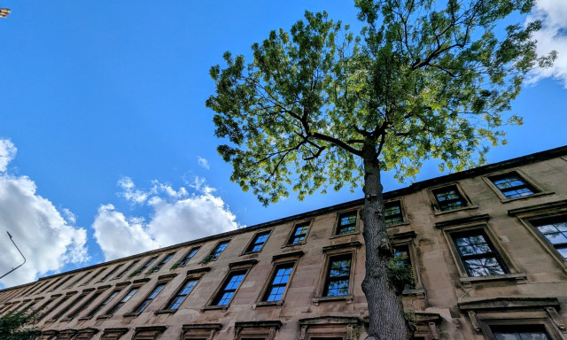 Αυτό είναι το «Δέντρο της Χρονιάς» για το 2025 και μεγαλώνει στην «καρδιά» της Γλασκώβης